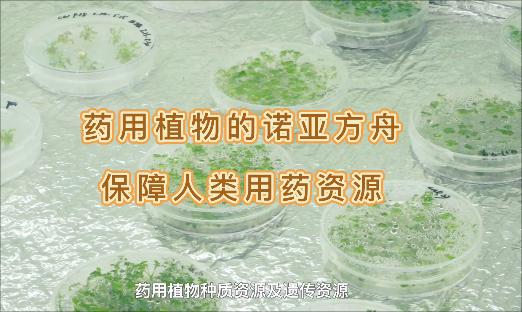 ҩֲŵǷۣȻ١˻Ҳæҩû